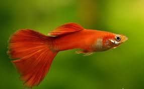 Red Blonde Guppy (Male)