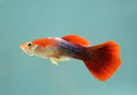 Red Tuxedo Guppy (Male)