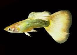 German Yellow Guppy (Male)