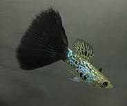 Black Cobra Guppy