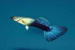 Turquoise Bluetail Guppy (Male)