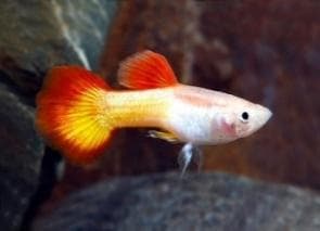 Sunset Guppy (Male)