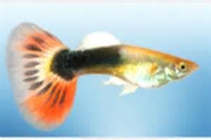 Sun Ray Guppy (Male)