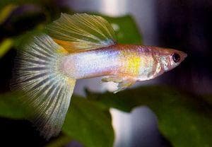 Elephant Ear Pingu Guppy
