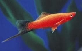 Red Wagtail Swordtail