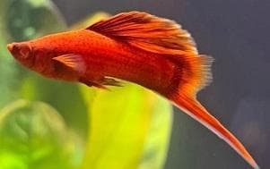 Red Eye Mixed Swordtail
