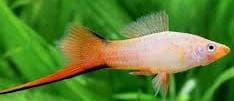 Pink Comet Swordtail