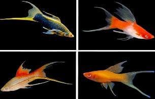 Mixed Highfin Swordtail