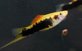Yellow Tuxedo Swordtail