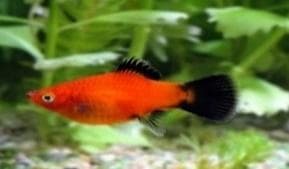 Red Wagtail Platy