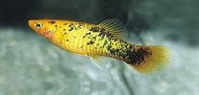 Calico Variatus Platy