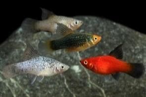 Mixed Hifin Platy
