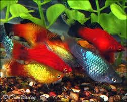 Mixed Platy