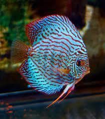 Blue Turquoise Discus Symphysodon aequifasciata -