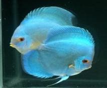 Diamond/Powder Blue Discus Symphysodon aequifasciata -