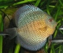 Snake Skin Discus Symphysodon aequifasciata -