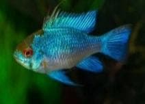 Red Pacu Fish