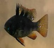 Texas Normal Fish