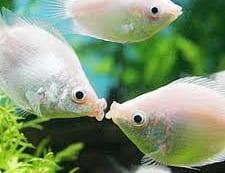 Pink Kissing Gourami