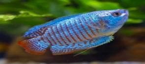 Blue Neon Dwarf Gourami