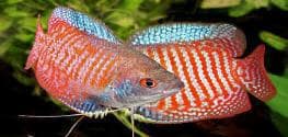Red Neon Dwarf Gourami