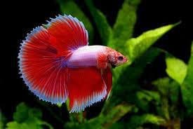 Siamese fighters - Half Moon (Male)
