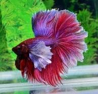 Siamese fighters - Rose Tail (Male)