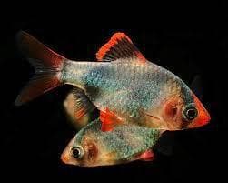 Bluefin Barb
