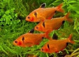 Super Serpae Tetra Red