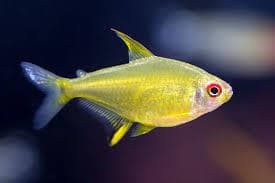 Lemon Tetra