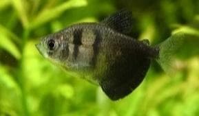 Black Tetra
