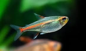 Glow Light Tetra