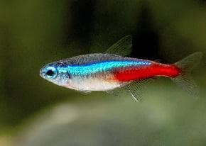 Neon Tetra