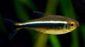 Black Neon Tetra