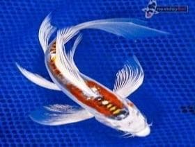 Koi/Carp Veil tail
