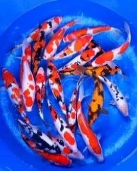 Koi / Carp ( GRADE A )