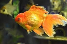 Red Gold Fish