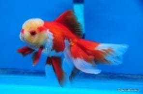 Red & White Gold Fish