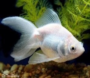 Silver Gold Fish