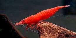 Red Shrimp