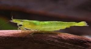 Green Shrimp