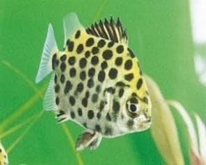 Scatophagus argus - Scat (Green)
