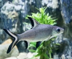 Bronze Corydoras