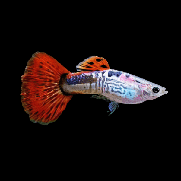 Guppy – Red Cobra