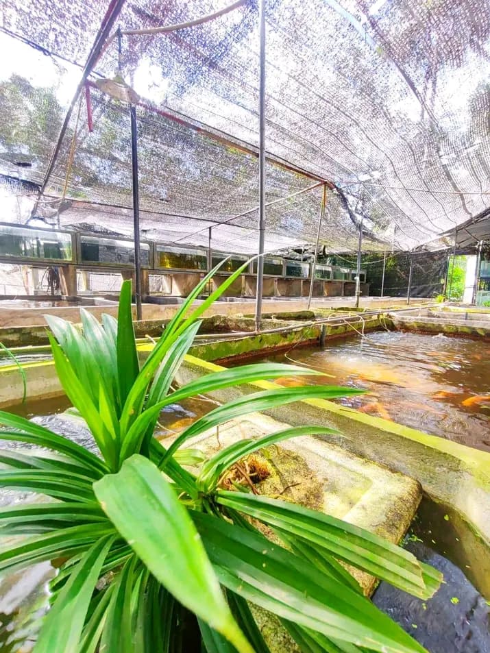 Spawning Raceways and Tanks