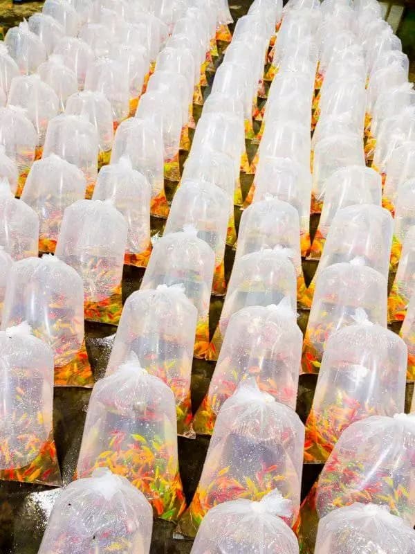 Colorful Tropical Fish Bags