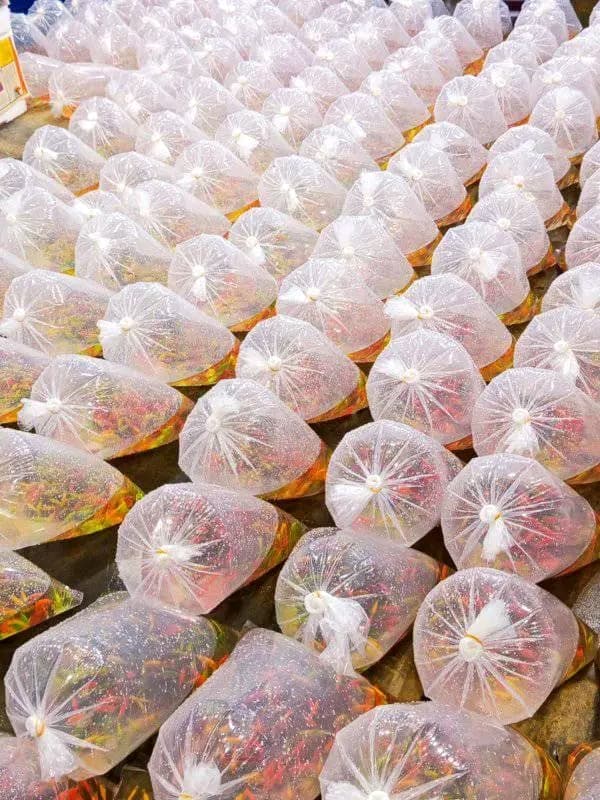 Oxygenated Export Bags