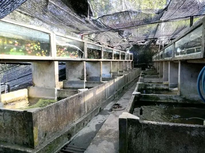 Grow-Out Section