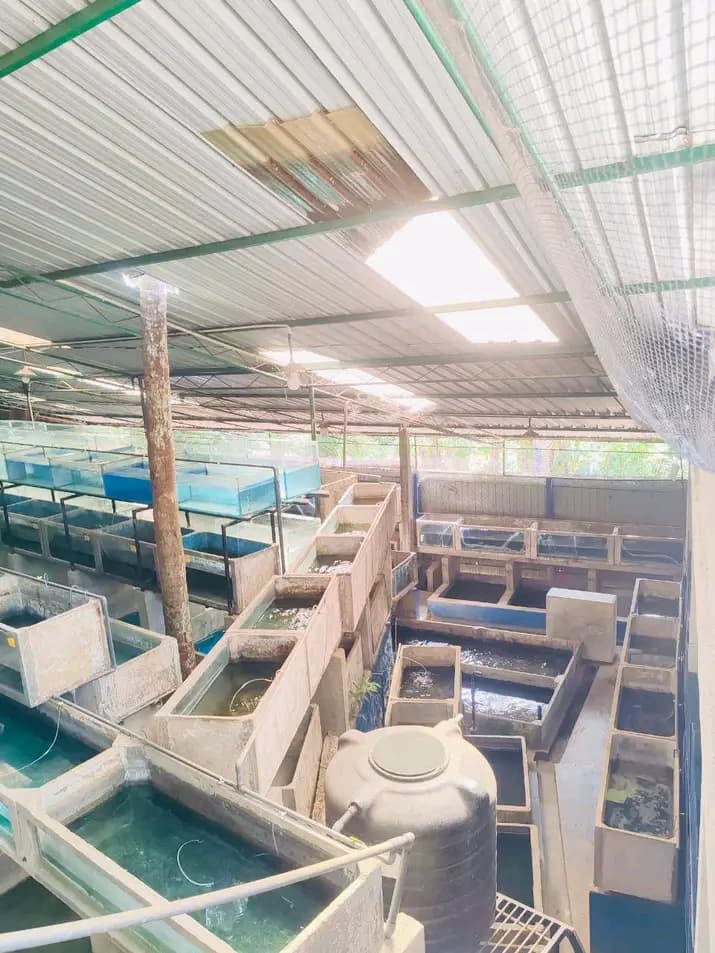 Controlled Hatchery Racks