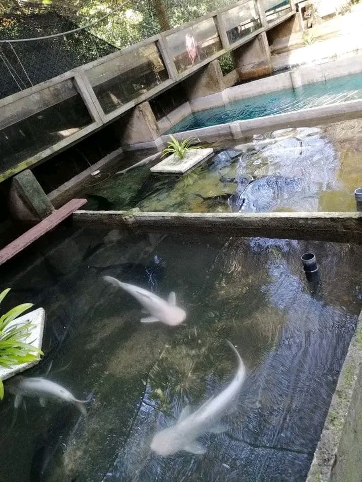 Genetically Strong Broodstock Pool